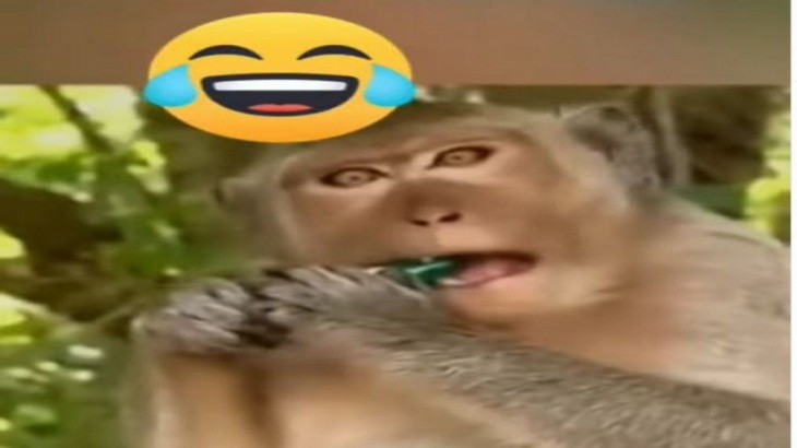monkey funny 11