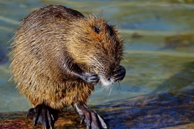 Beaver in
