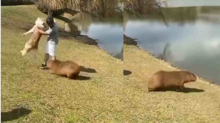 capybara attacked doggy