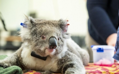 Autralian koala