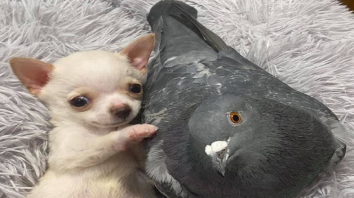 Friendship dog and pigeon