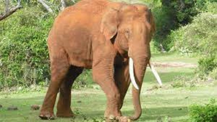 elephant mother