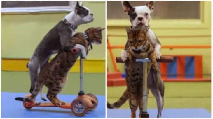 dog and cat talent