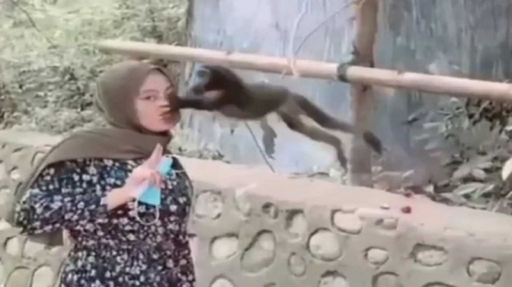 monkey with giral