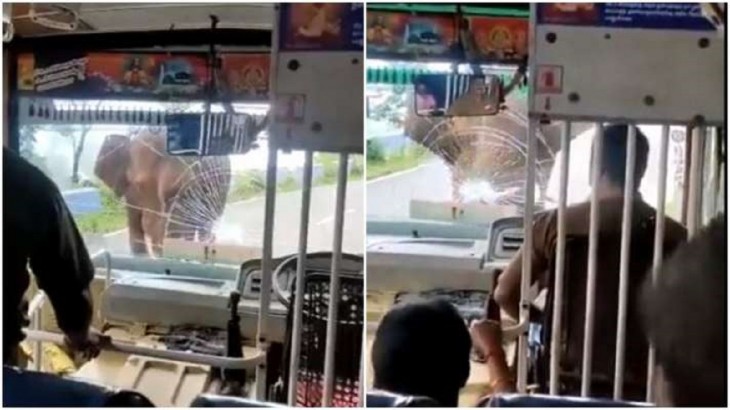 elephant attacked the bus