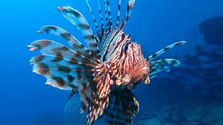 fish Lionfish
