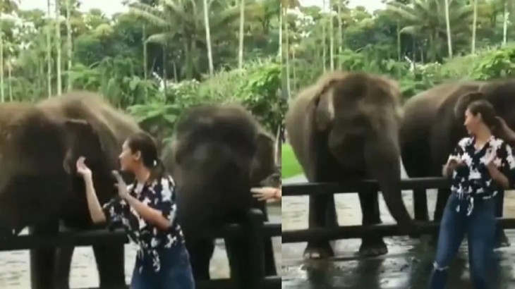 dansing elephant