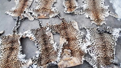 Leopard kin