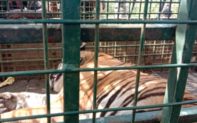 Captured tiger