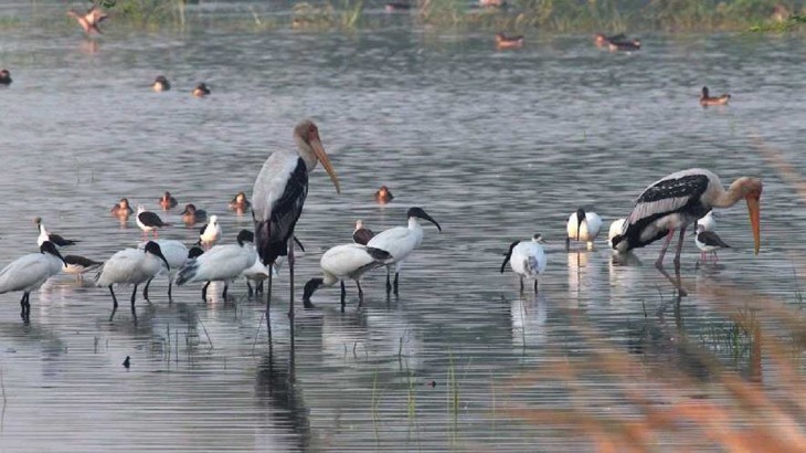 sultanpur birds santuary