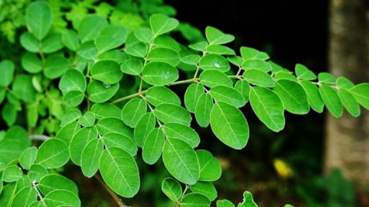 Moringa Leaves Benefits