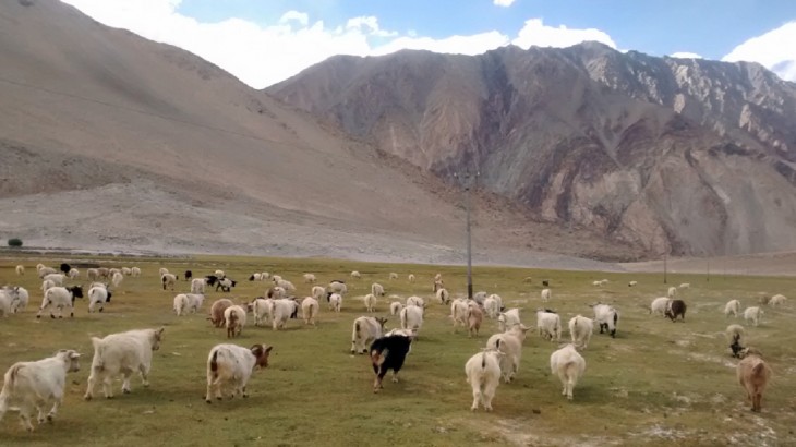 Ladakh grazing ground