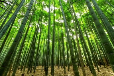 bamboo apling