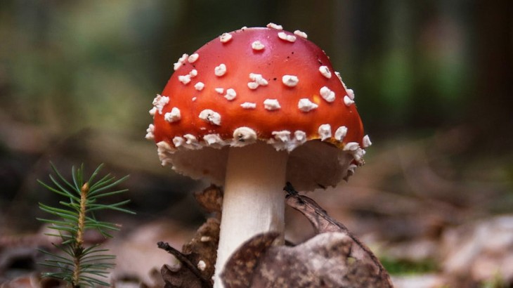 Benefits of eating mushroom