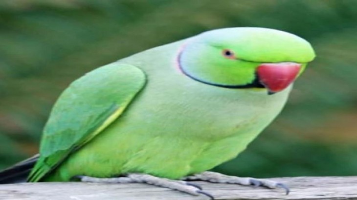 Parrot Viral