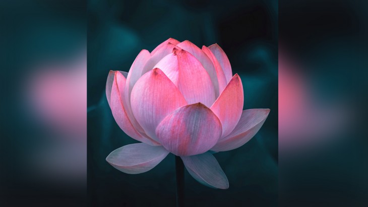 Health Benefits of Lotus Flower