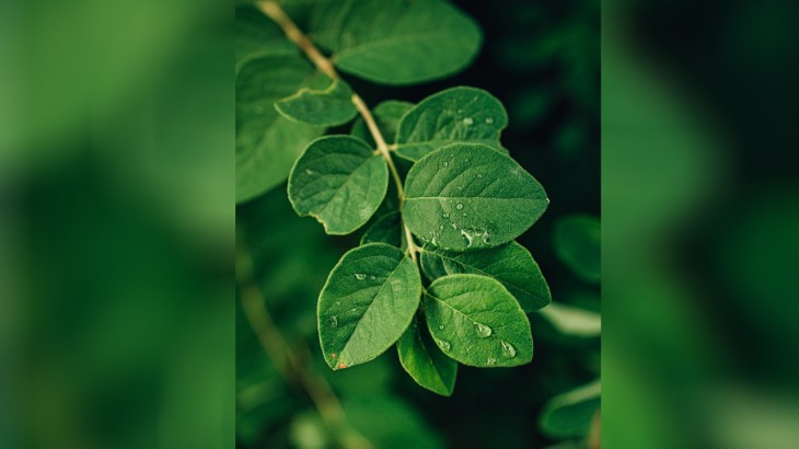 moringa leaves boost immunity