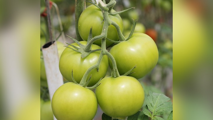 green tomatoes health benefits