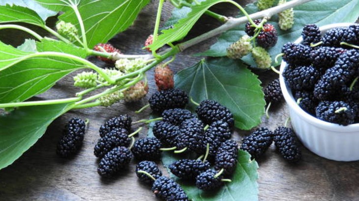 Mulberry Health Benefits