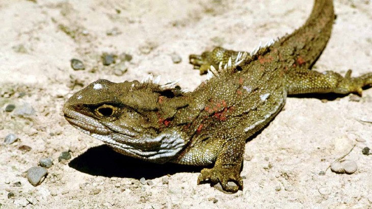 living fossils tuatara new zealand most mysterious reptiles
