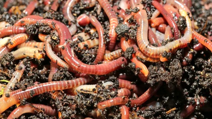 study on worms