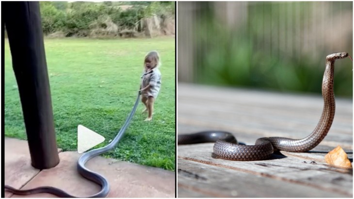 Little Girl With Snake
