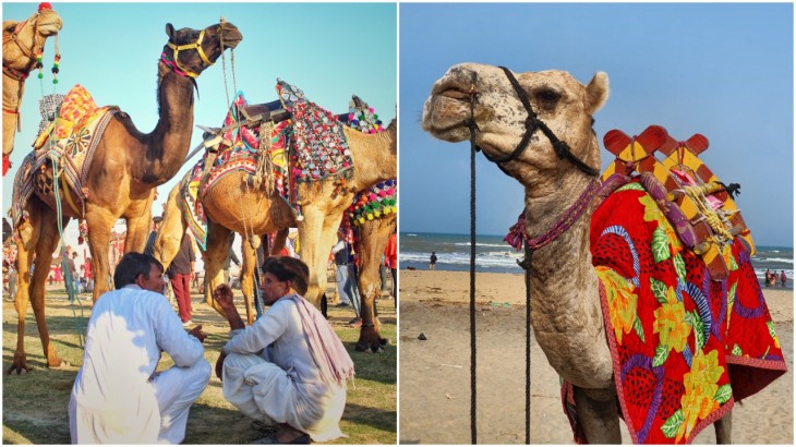 Most expensive camel in saudi arabia