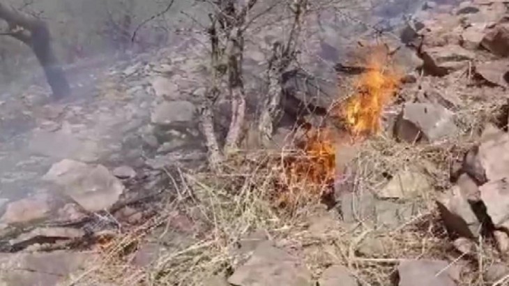 fire in forest