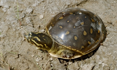 Sarnath turtle