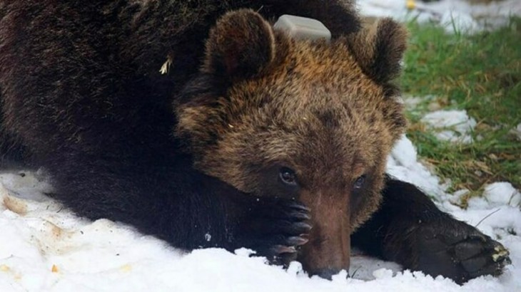Mischievous bear walks nearly 100 miles back to town he was chased away from