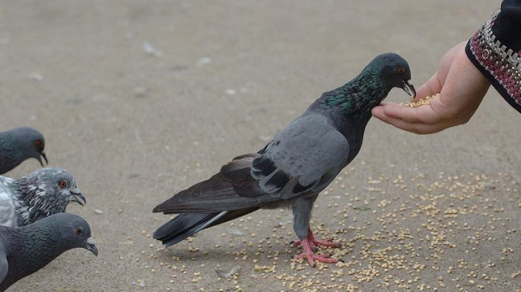 कबूतर को इस तरह से दाना खिलाना है गृह और ग्रह शान्ति का रामबाण इलाज