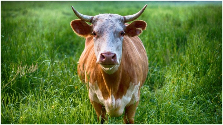 Cows Burp Is Making Planet Warmer