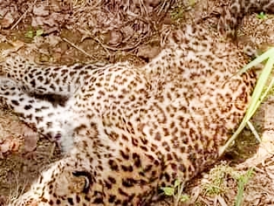 Leopard found