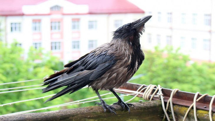 Crow at Balcony Auspicious and Inauspicious Indications