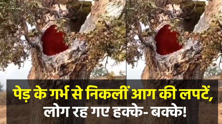 Social Media Viral Video Of Burning Tree