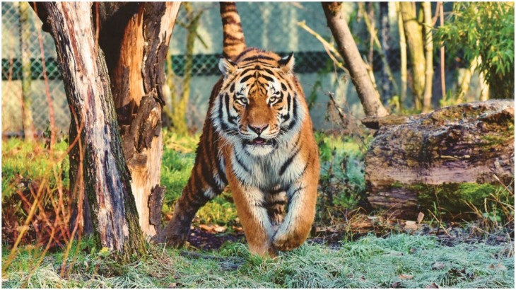 Tiger Attack On Zookeeper (सांकेतिक तस्वीर)
