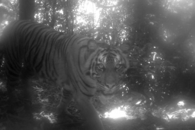 Tiger kill