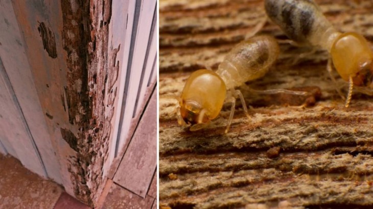 Termite Negative Effects