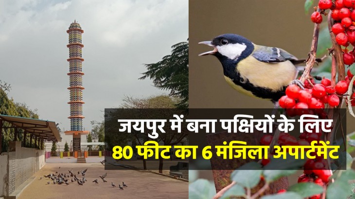 6 Storied Apartment For Birds In Jaipur