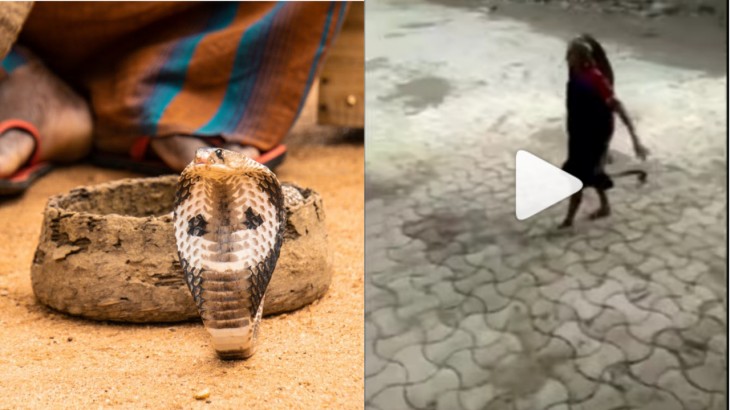 Poisonous Snake Video