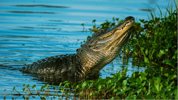 Mexico Mayor Weds Alligator