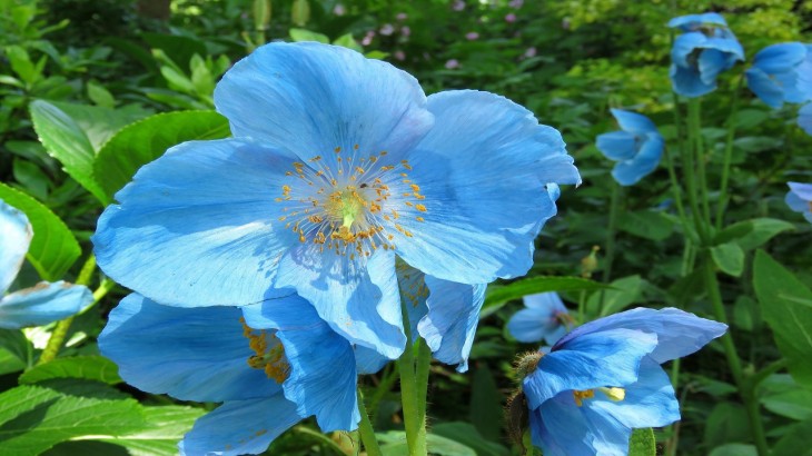 Blue Color Flower Remedy