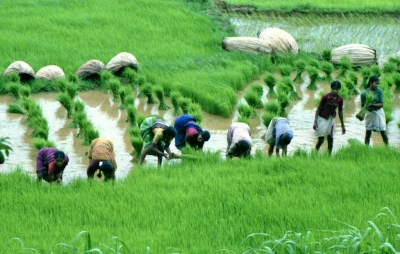 Haryana farmer