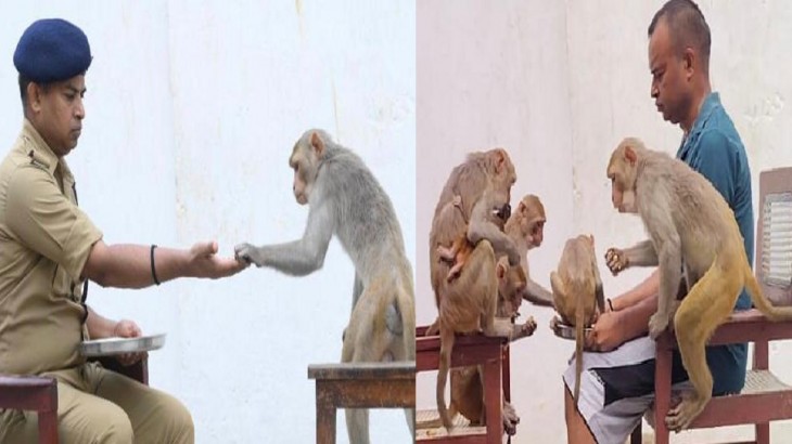 Azamgarh SP loves monkeys