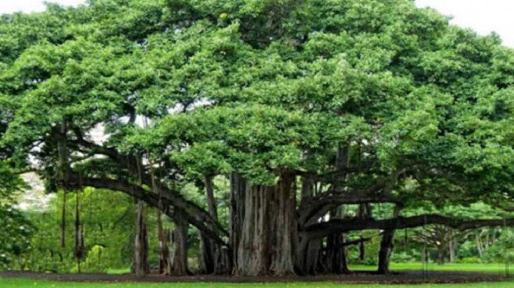 Spiritual Trees For Home