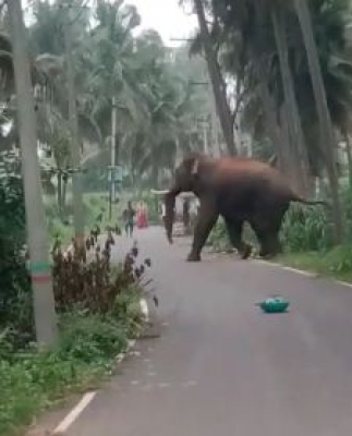 Elephant menace