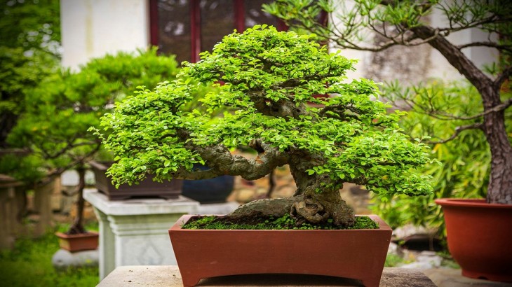 Bonsai Tree Benefits