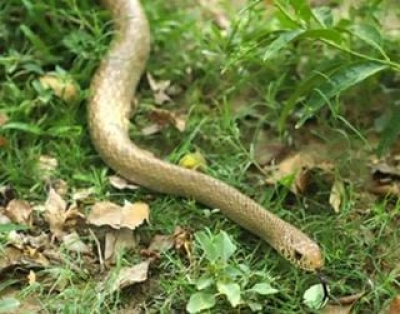 Snake curl