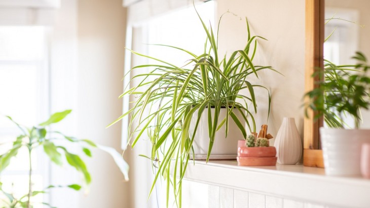 Spider Plant Benefits and Direction