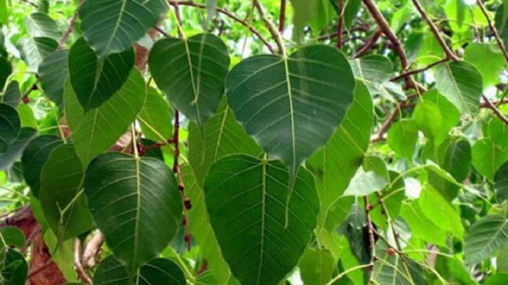 Peepal Tree Remedies